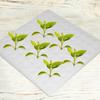 Dirt Resistant Seedling Sponge Soilless Foam Seedling Medium Seed Sponge Cube Growth Square Hydroponics Garden supplies