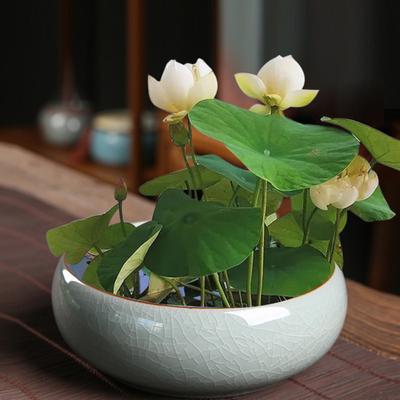 Yousheng Bowl Lotus Planter Ceramic Retro Lotus Bowl Hydroponic Plants Holder Solid Color Glaze Flower Pot for Aquatic Plants Narcissus Bowl Lotus