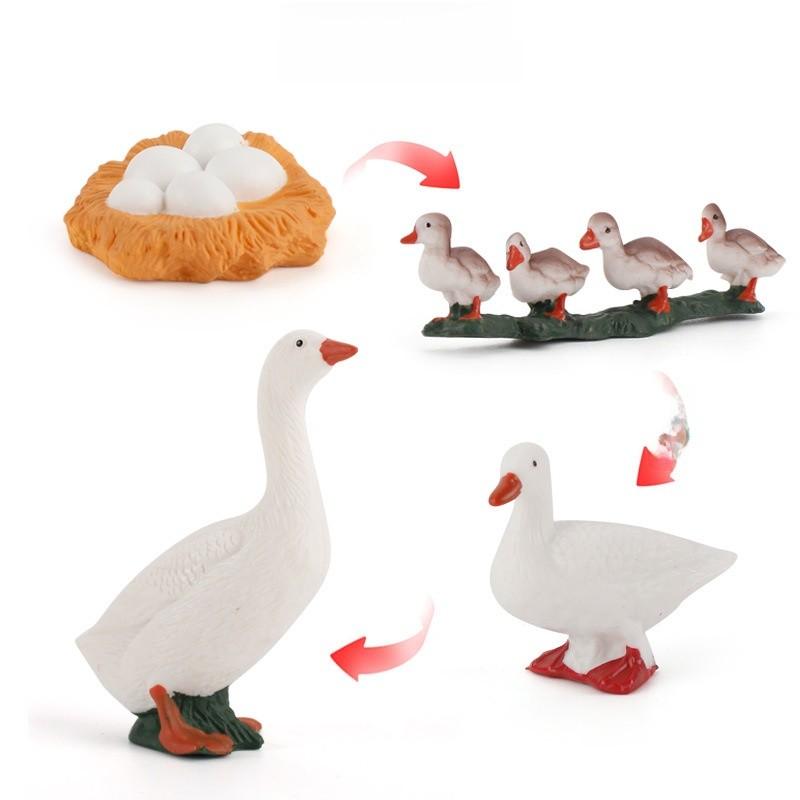 Static Poultry Animal Model With Incubation Process Display For Kids Educational Toy