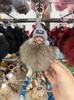 Authentic Fox Fur Pompon Keychain: Cute Plush Sleeping Doll Bag Charm