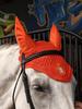 Six-Piece Equestrian Set: Ear Covers, Saddle Pads, Leg Wraps, Halters, Lead Ropes, and Matching Tack