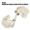 Dental Deciduous Teeth Model Removable Teeth Model Teaching Tool for Dentist