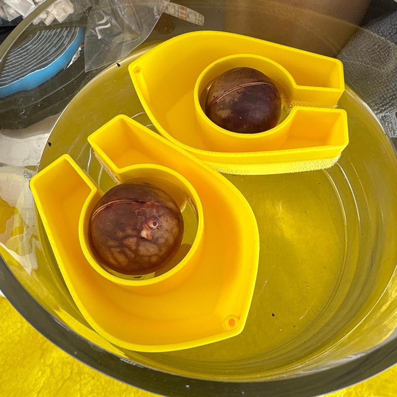 Colorful Avocado Boat-Shaped Floating Hydroponic Flower Pots Avocado Tree Growing Kit Hydroponic Seed Starter Without Seeds