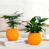 Self Watering Flowerpot with Transparent Bottle And Water Level View Self-Absorbing Cotton Rope Planter Double-Layer Flower Pot for Indoor Plants And