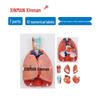 XINMAN Human Thoracic Organ Anatomical Model