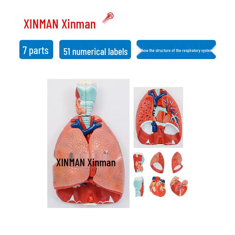 XINMAN Human Thoracic Organ Anatomical Model