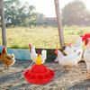 Poultry Water Automatic Chicken Farming Tool Red Holder Durable Plastic Poultry Feeder Easy Clean Pet Supplies Chick Feeder