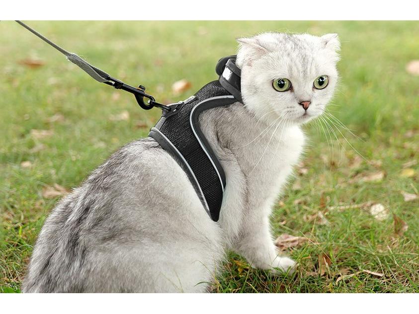 Vest-Style Cat and Dog Harness with Leash - Small Pet Walking Gear