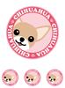 Staring Chihuahua Smooth Red & White Dog Sticker Pink Back
