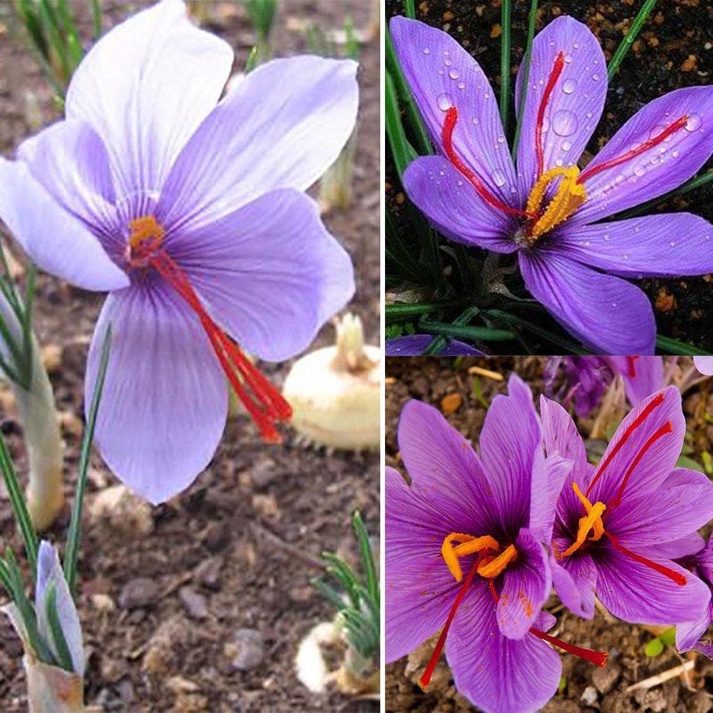 Saffron Crocus Flower Seeds Best Flower Site