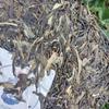 Tè Pu'er Montagna Marrone Albero Antico Compresso Strettamente Torta di Tè Crudo Pu'er 357g