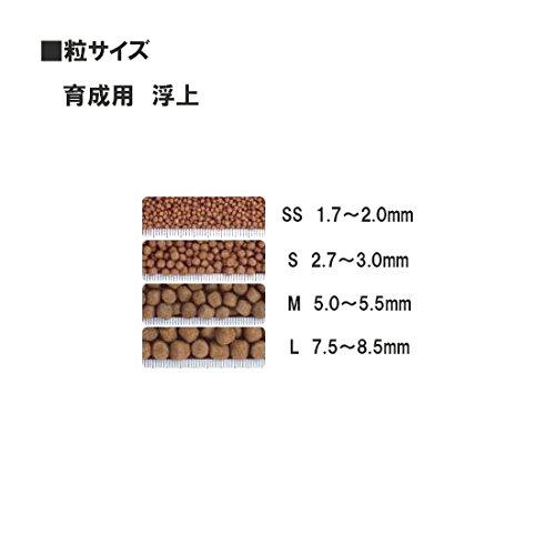 Saki Hikari SS Growing Seeds, 1kg, Total Sold, 10008919