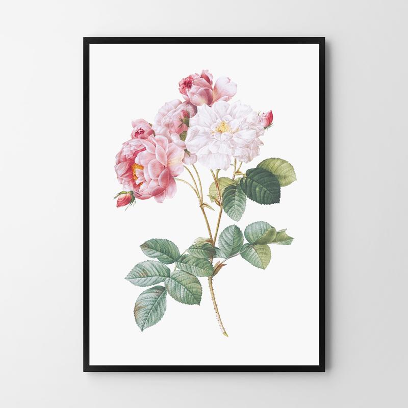 Poster Blume Rose Vintage
