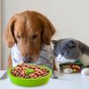 Slow Feed Dog Bowl Insert Interactive Puzzle Maze Feeder For Fast Eaters Prevents Gulping And Vomiting Betterlifefg