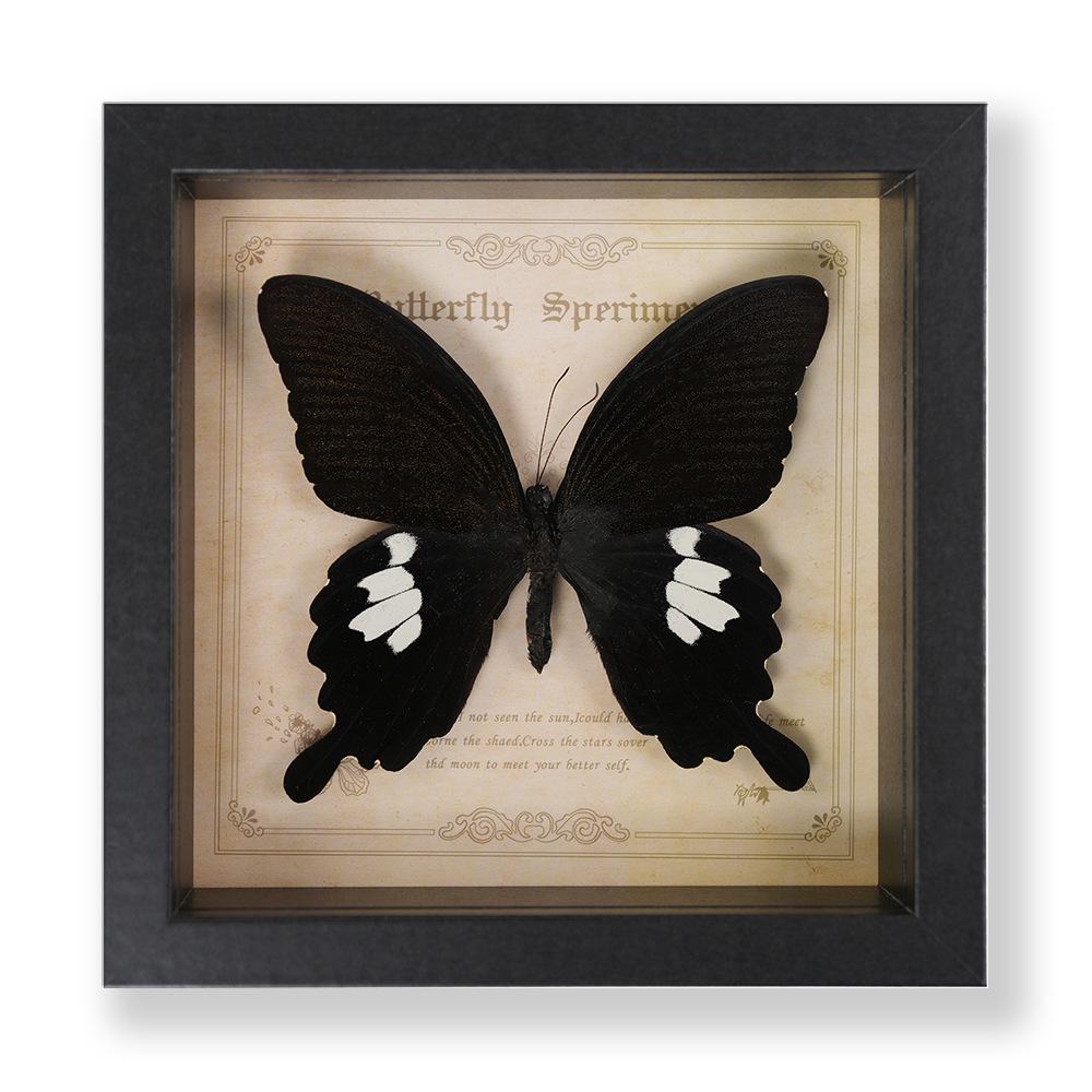 Green Banded Swallowtail Butterfly Specimen Decorative Painting - Real Insect for Display