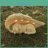 Creative Angel Dog Resin Sculpture With Illumination For Garden And Home Decor Gift