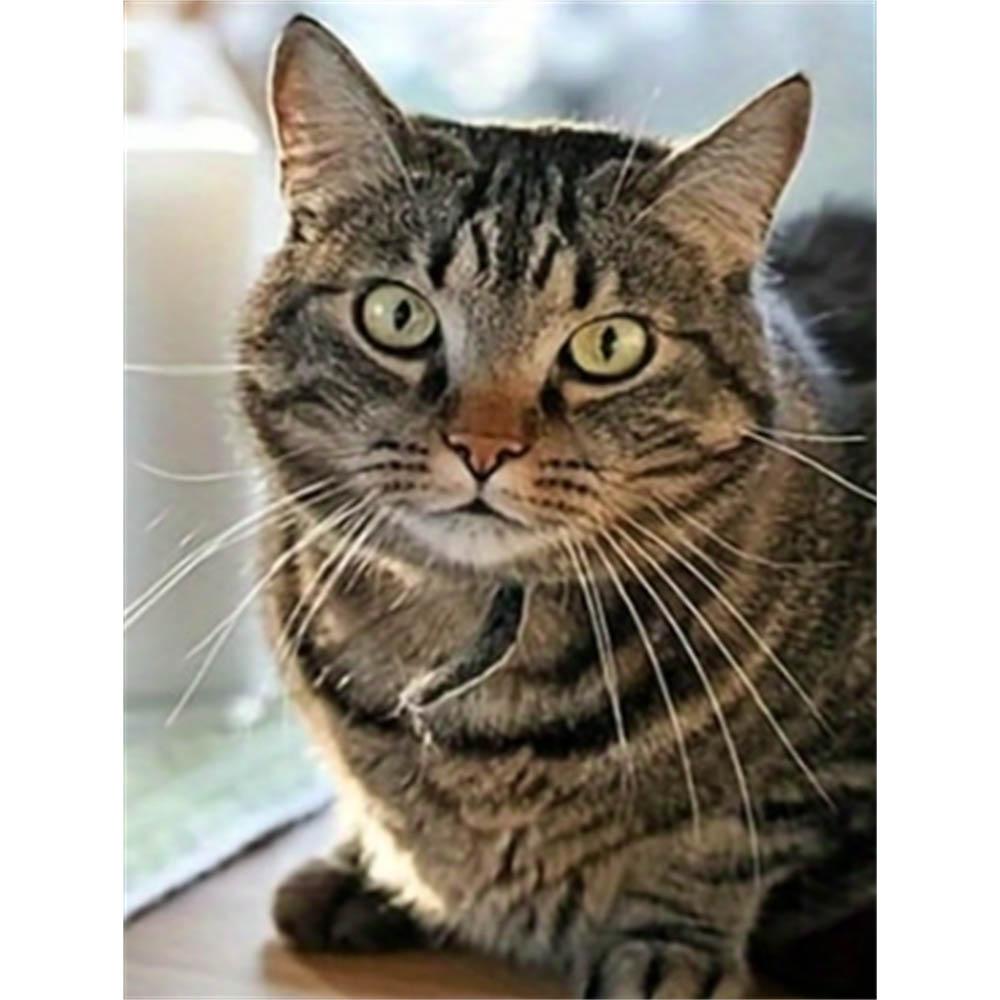 

5D Cat Diamond Painting Kit, DIY Full Diamond Cross Stitch Craft Decoration Home Wall Mural Round 20x30cm