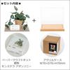 Gintopia Kit di Carta per Paesaggi Carta Artigianato per Piante in Carta Miniature Fatte a Mano con Custodia Acrilica per Adulti, (Monstera adansonii)