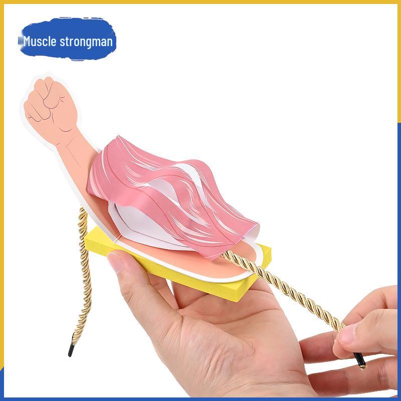 Handmade Muscle & Skeleton Transmission Model for Kids Science Learning