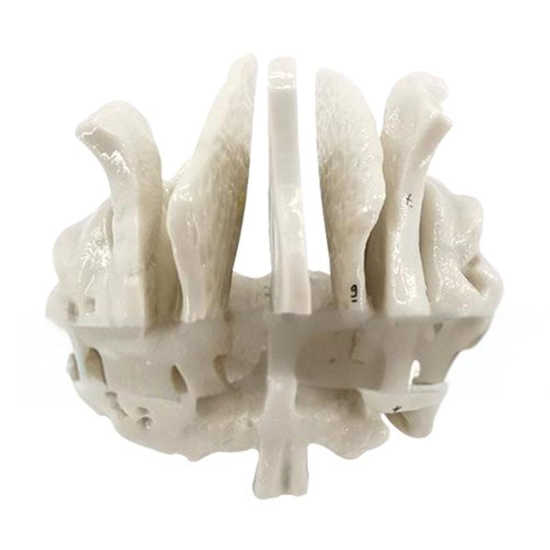 Human Skeleton Anatomical Model Temporal Bone Model Teaching Aid Human Ethmoid Bone Model for Science Class