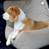 Large Dog Car Seat XL Beige