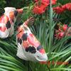 Elegant Resin Koi Garden Decoration In Various Colors Ideal For Outdoor And Indoor Display