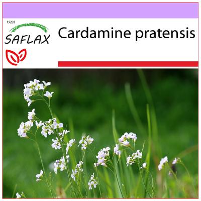 Kukačka - 100 semen - Cardamine pratensis