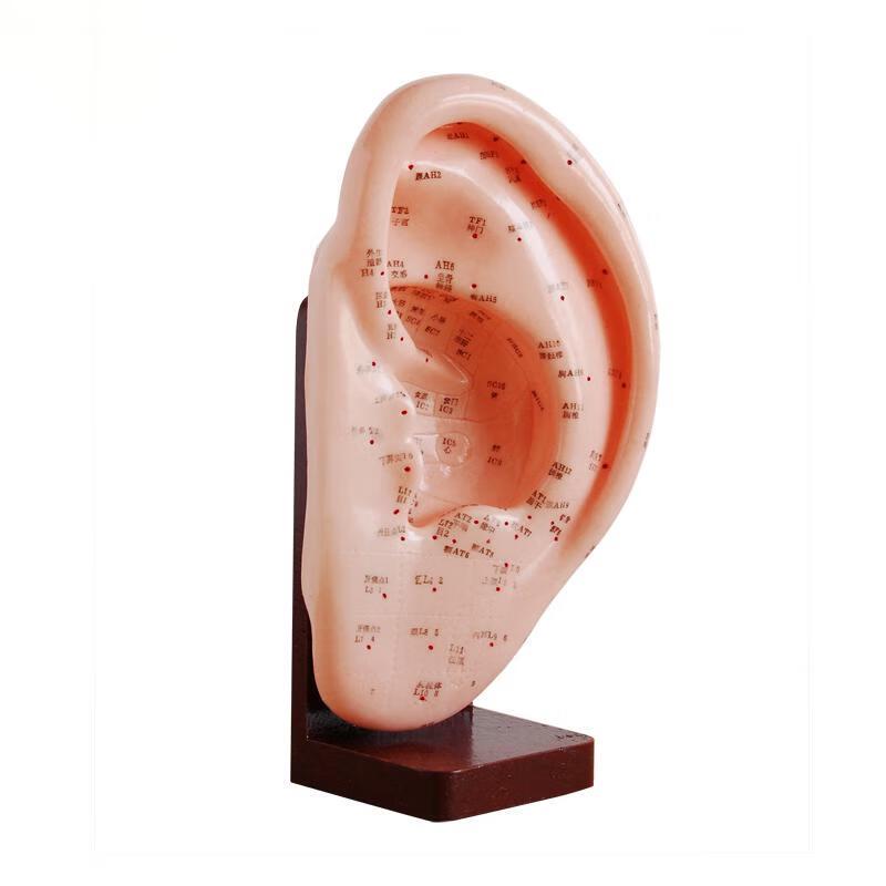 Guanbang 22CM Ear Acupuncture Acupoint Model