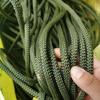 Durable Multipurpose Outdoor Rope