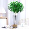 Hydroponic Fragrant Wood Indoor Plant | Insect & Mosquito Repellent | Evergreen Year-Round Desktop Decor