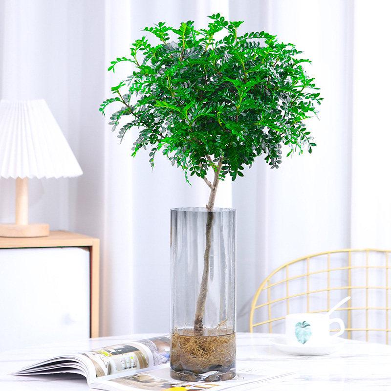 Hydroponic Fragrant Wood Indoor Plant | Insect & Mosquito Repellent | Evergreen Year-Round Desktop Decor