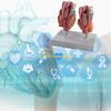 W89C Anatomical Auditory Organ Model with Removable Parts, for Lecture Report