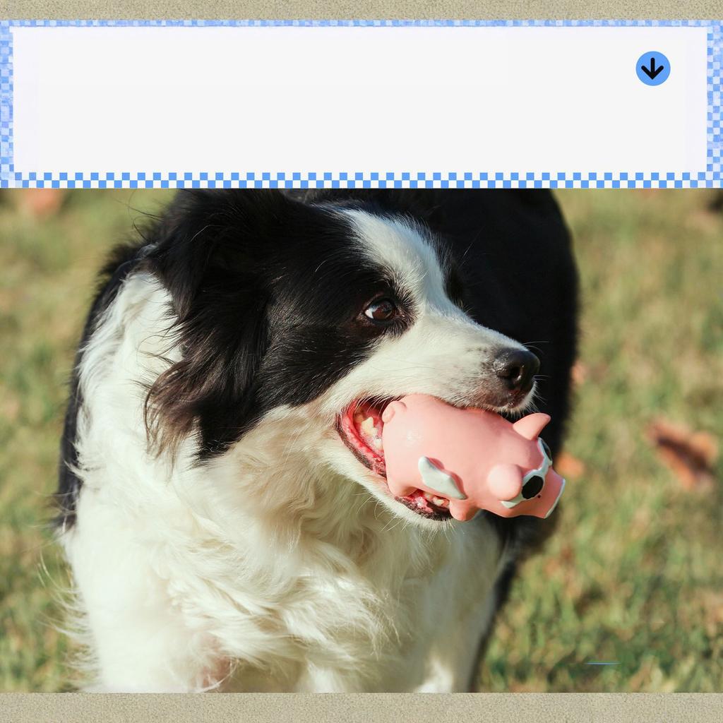 Latex Quiekendes Fliegendes Schwein Hundespielzeug Interaktives Zahnmahlspielzeug für Kleine Mittlere Große Hunde