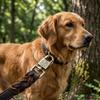 Guinzaglio in Vera Pelle Bovina per Cani di Grossa Taglia, Cinturino Largo, Corda per Passeggio Golden Retriever, Esercizio Quotidiano per Animali Domestici
