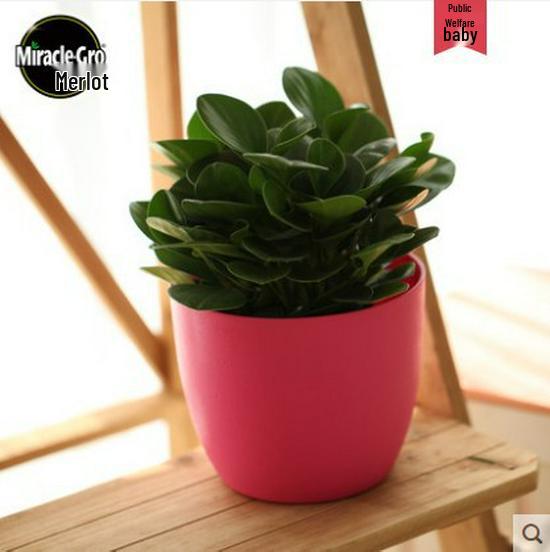 Meileke Colorful Self-Watering Resin Flower Pot - Free Shipping