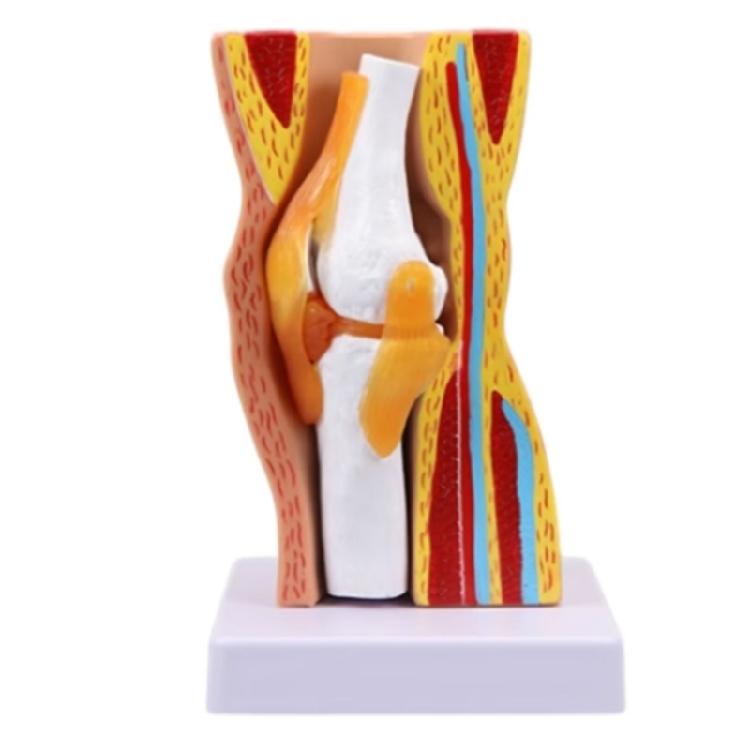 Human Knee Joint Anatomy Model Teaching Tool Human Knee Joint Model Teaching Supplies for Science Education 1