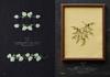 Rococo Embroidery