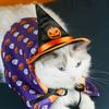 Pumpkin/Ghost Pet Cosplay Bat Costume Adjustable Halloween Cat Cape  Cosplay Party