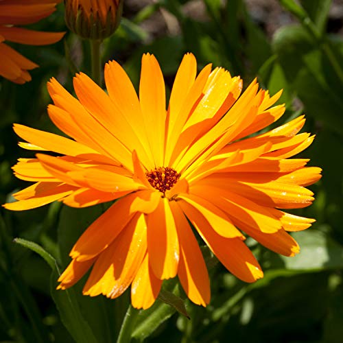 YARD REMEDIES Calendula Cleansing Cream 100g NEAL'S (Makeup Remover)