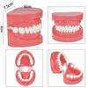 Dental Teeth Model 7004 Teeth Model Study Teaching Tooth Typodont Demonstration Model Dentist Tools