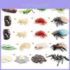 Realistic Mini Insect Set Featuring Grasshopper Bee Spider Life Cycle Models For Learning