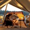 1pc Lion Safari Print Print Outdoor Blanket, Lightweight Polyester,