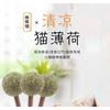 Catnip Stick Toy Cats - Natural Wood Mint Dental Chew Teeth Cleaning Oral Care