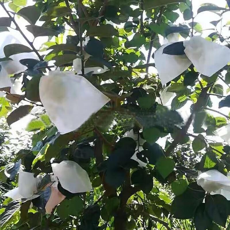 CNMF Наружные нетканые мешки для защиты фруктов