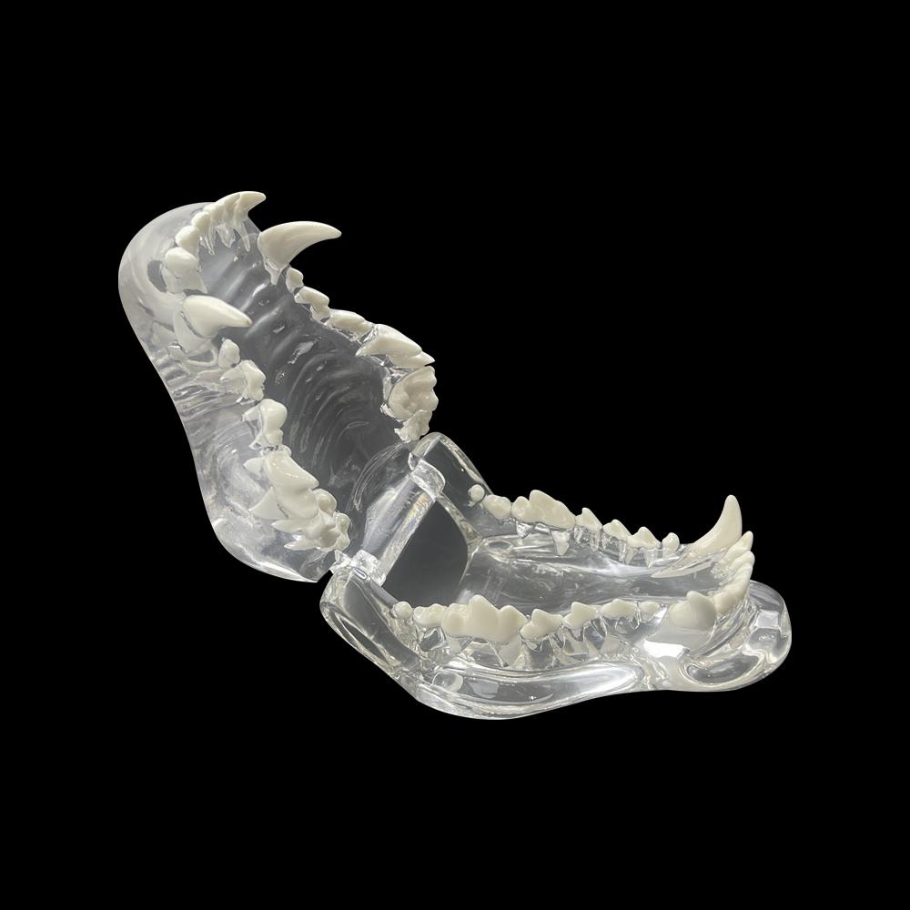Dentistry Canine Dog Teeth Model Resin Transparent Animals Pet Oral Dental Model For Teaching Education Demo Veterinary Studying
