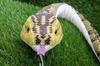 Takeoff Hub Realistic snake stuffed toy