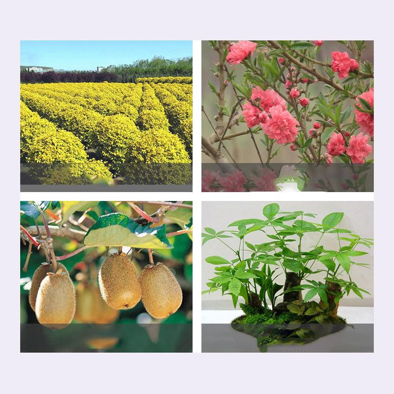 Horticultural Scissors Bird Beak Shape Branch Pruning Labor Saving Pruning Stainless Steel Picking Multifunctional Fruit Scissor