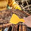 Honey Scraper Shovel Heavy Duty Honey Cleaning Scraper Professional Honeycomb Beekeeping Tool For Processing And Harvesting