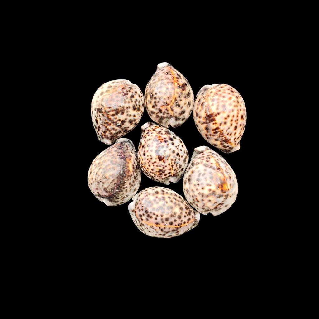 1 Pc Cowrie Shells, Big Spotted Leopard Cowrie Seashell, Nautical Décor, Polished Display Collectible Seashells