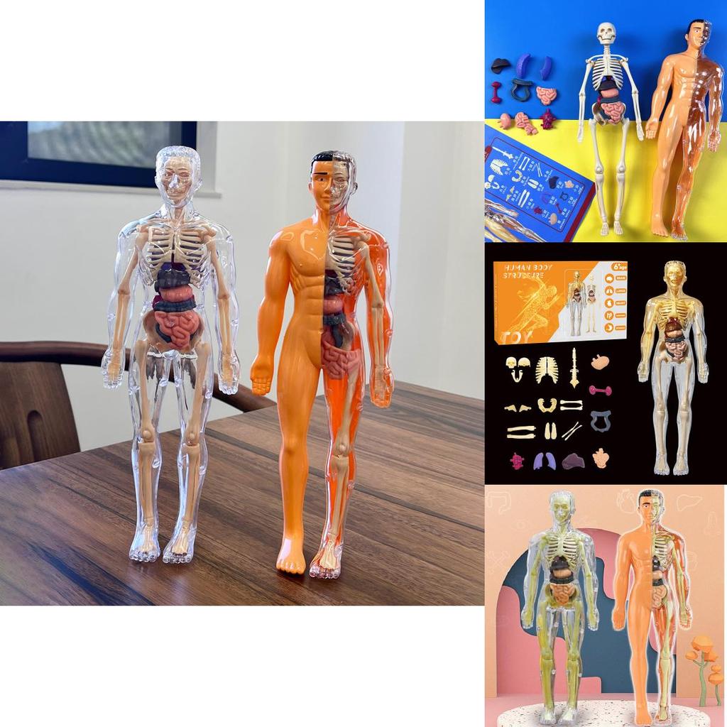 Colorful Children's Human Anatomy Skeleton Model Toy For Hands-on Learning With Diy Assembly And Clear Instruction Guide For Young Learners